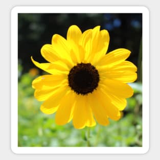 Carolina Sunflower Sticker